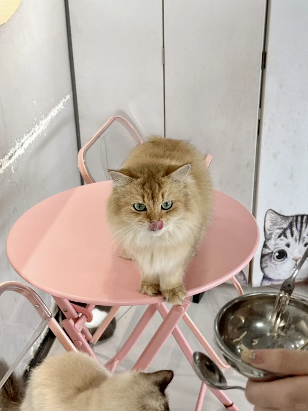 芜湖猫咖狗咖🐱🐶！！根本呆不够…好乖好好摸