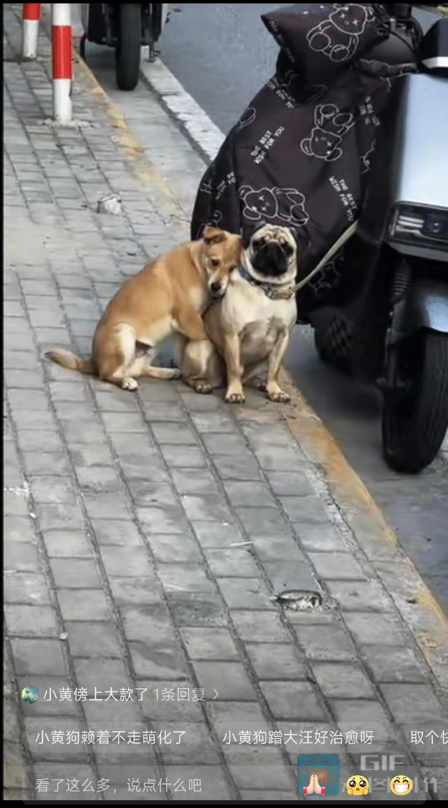 笑不活了”近日，江苏一男子带着狗狗一起去取快递，他把电动车停在路边，狗狗拴车上，