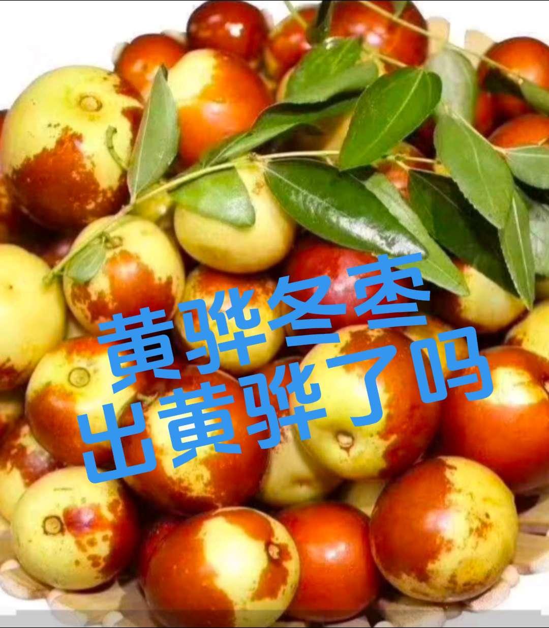 黄骅冬枣新鲜采摘 冬枣 口感特别好