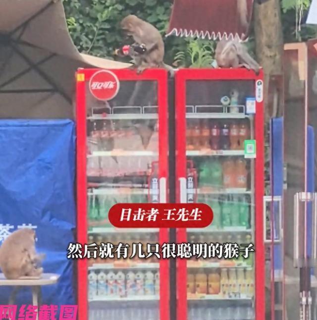 贵州贵阳有一处商家外出时，还把自己在外面摆放的冰柜用锁卡住，结果遭遇到一群猴子过