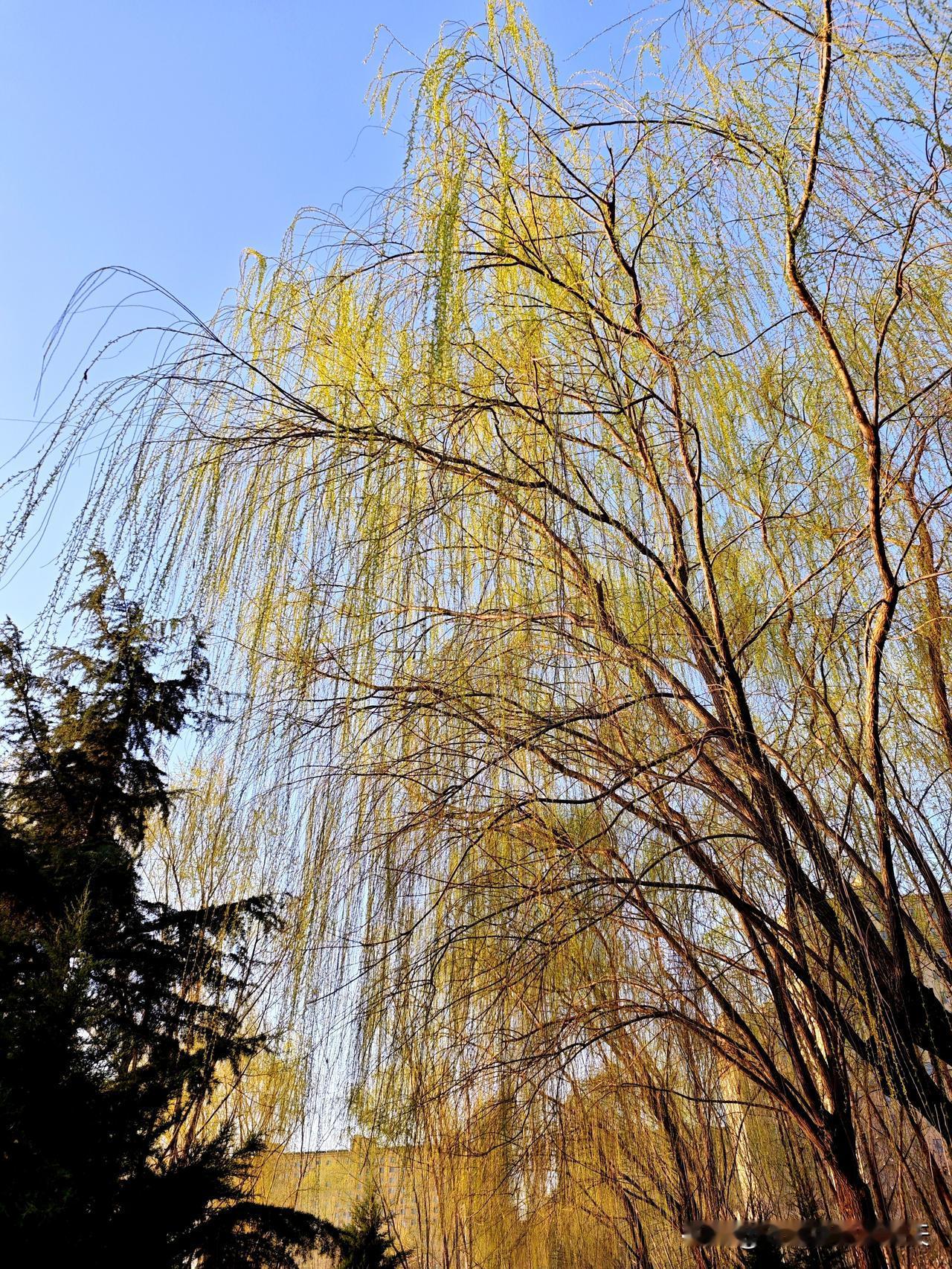 《柳》
细枝嫩叶媚春风，
婀娜摇曳舞青青。
万线千条皆风骨，
独领风骚静无声。