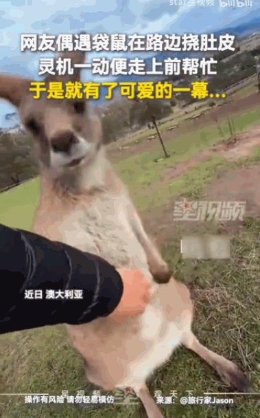 “笑不活了！”据媒体6月13日报道，澳大利亚，一位网友在路边看到一只袋鼠在路边不
