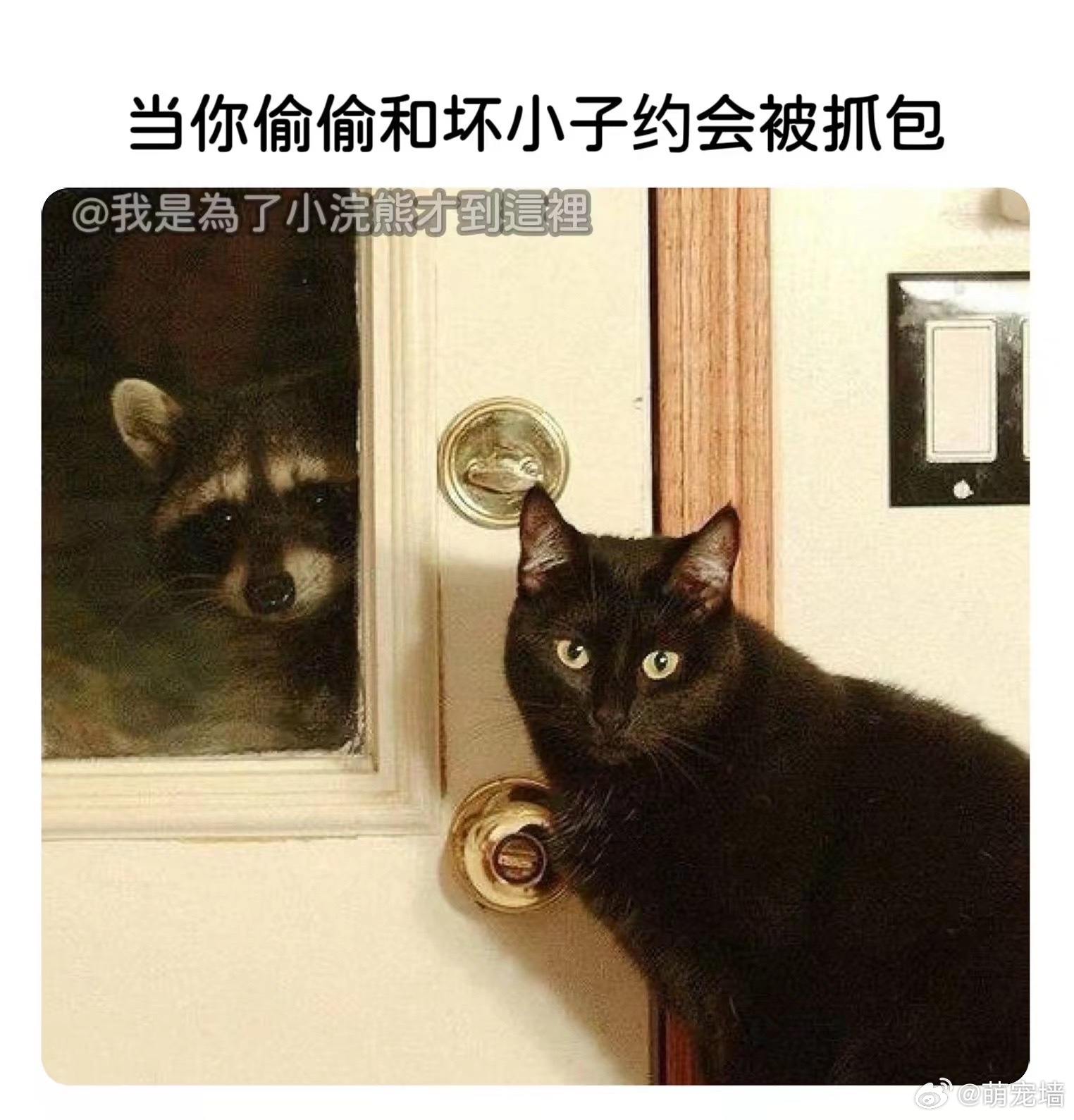 存了很多浣熊 