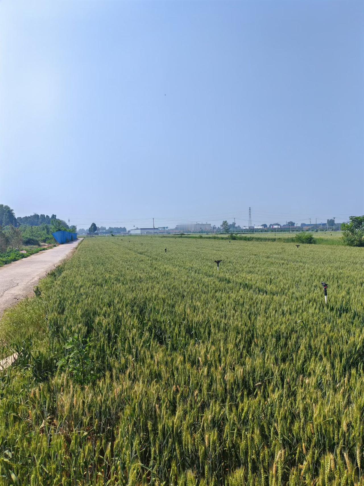 回乡。再过一个来月，麦子就该收割了。（韩联社）

老家麦子田 老家小麦地 麦子地