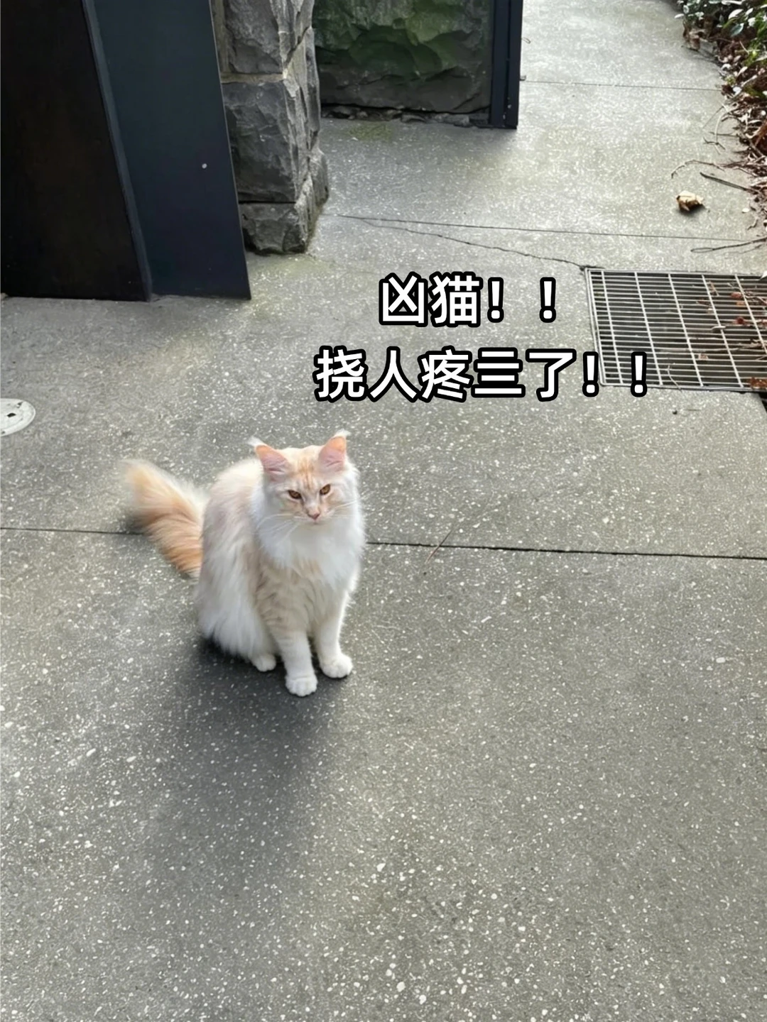 澳洲很美，但令人受伤，令人心碎💔