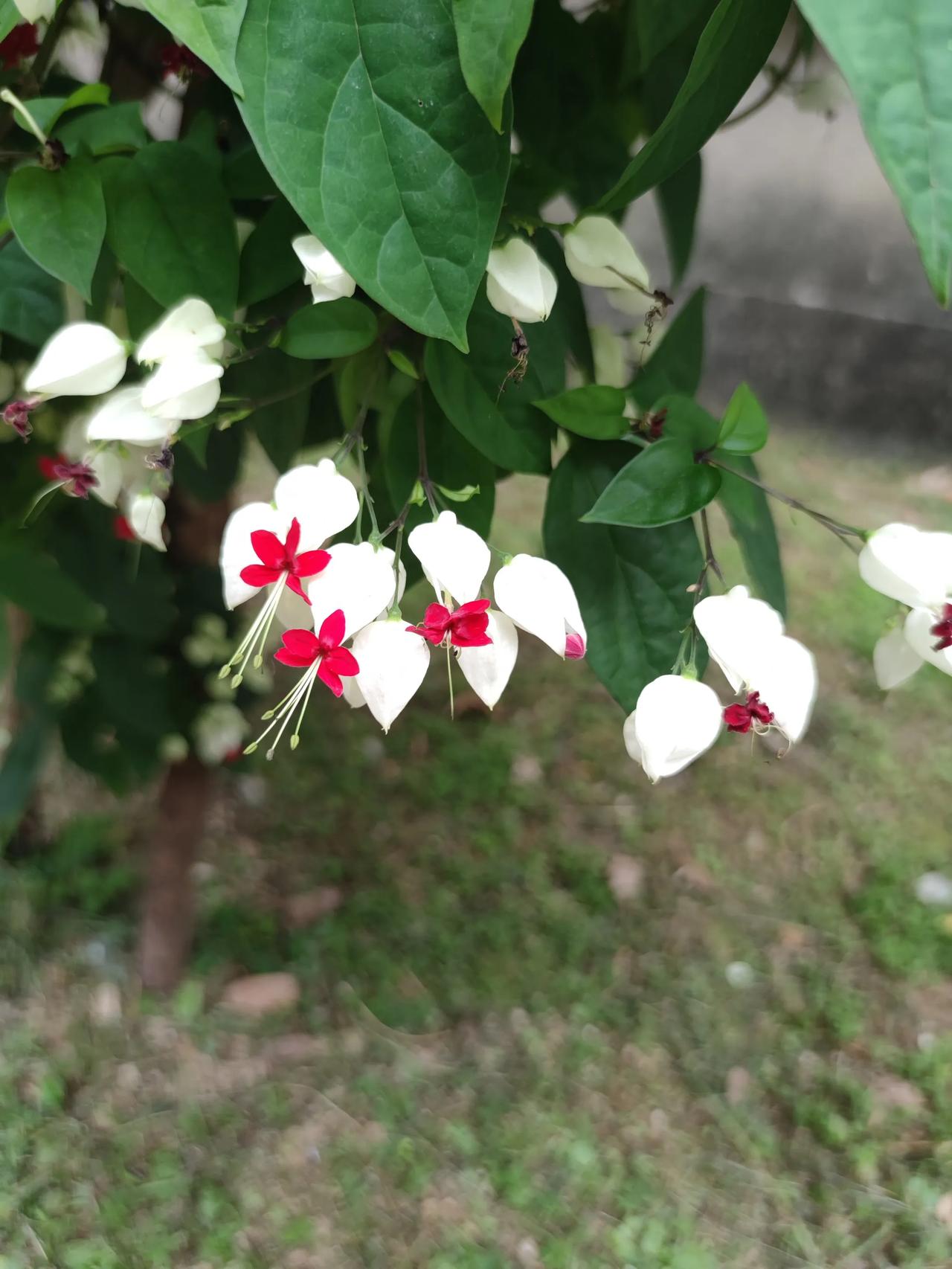 今年这天气，蒸“服”了！
 
宝子们，今年这高温，可不是单纯的热，而是闷到窒息?