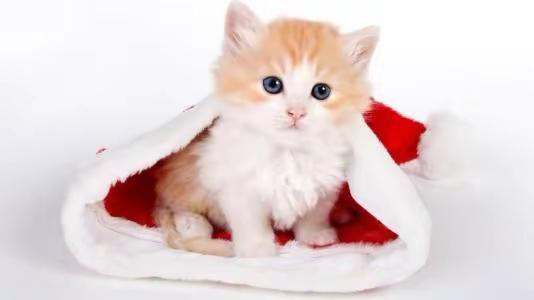 布丁是我生日那年自己给自己买的，现在已经陪我第四年了。平时特别能闹，家里几乎没有