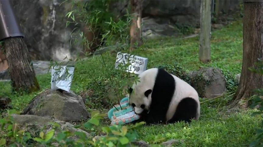 【旅美大熊猫“美香”迎来25岁生日 动物园准备了冰冻果汁蛋糕】当地时间7月22日
