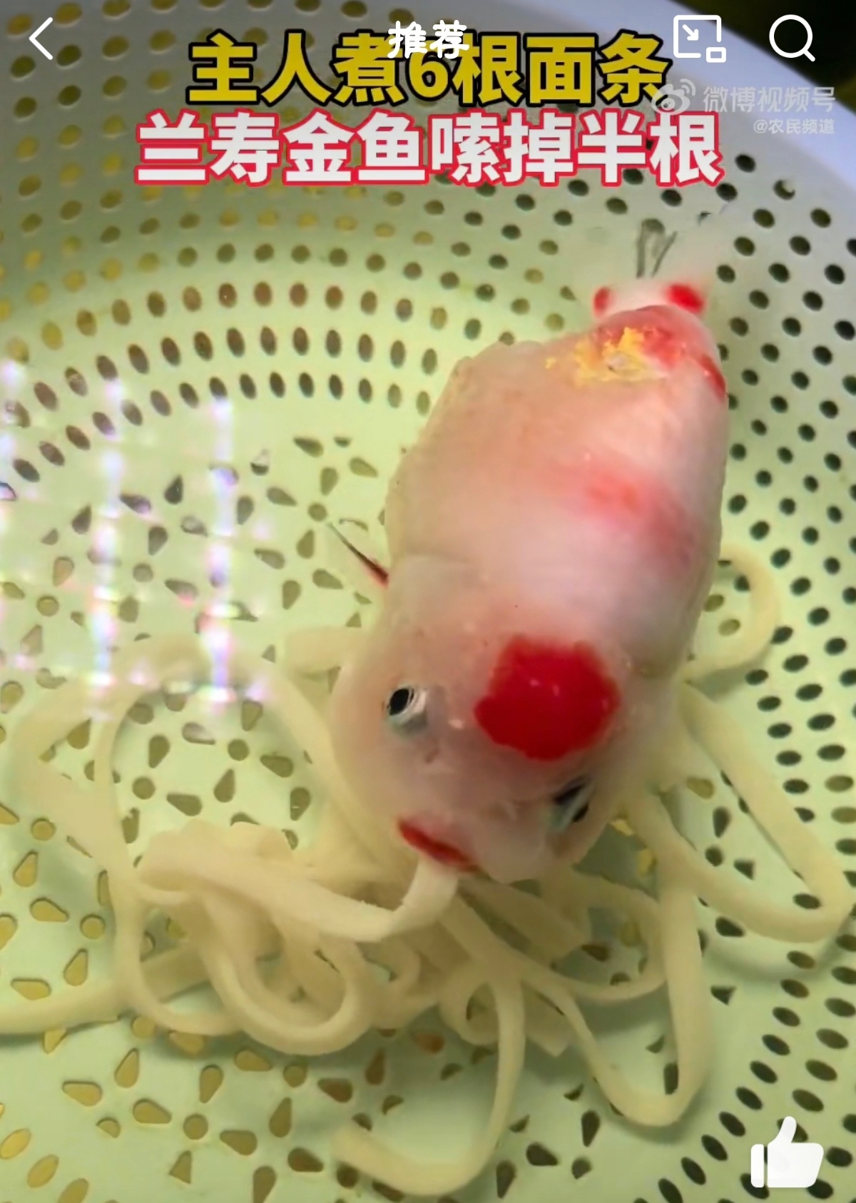女子煮6根面兰寿金鱼嗦掉半根 好可爱，它好像涂了口红化了妆一样[哈哈] 