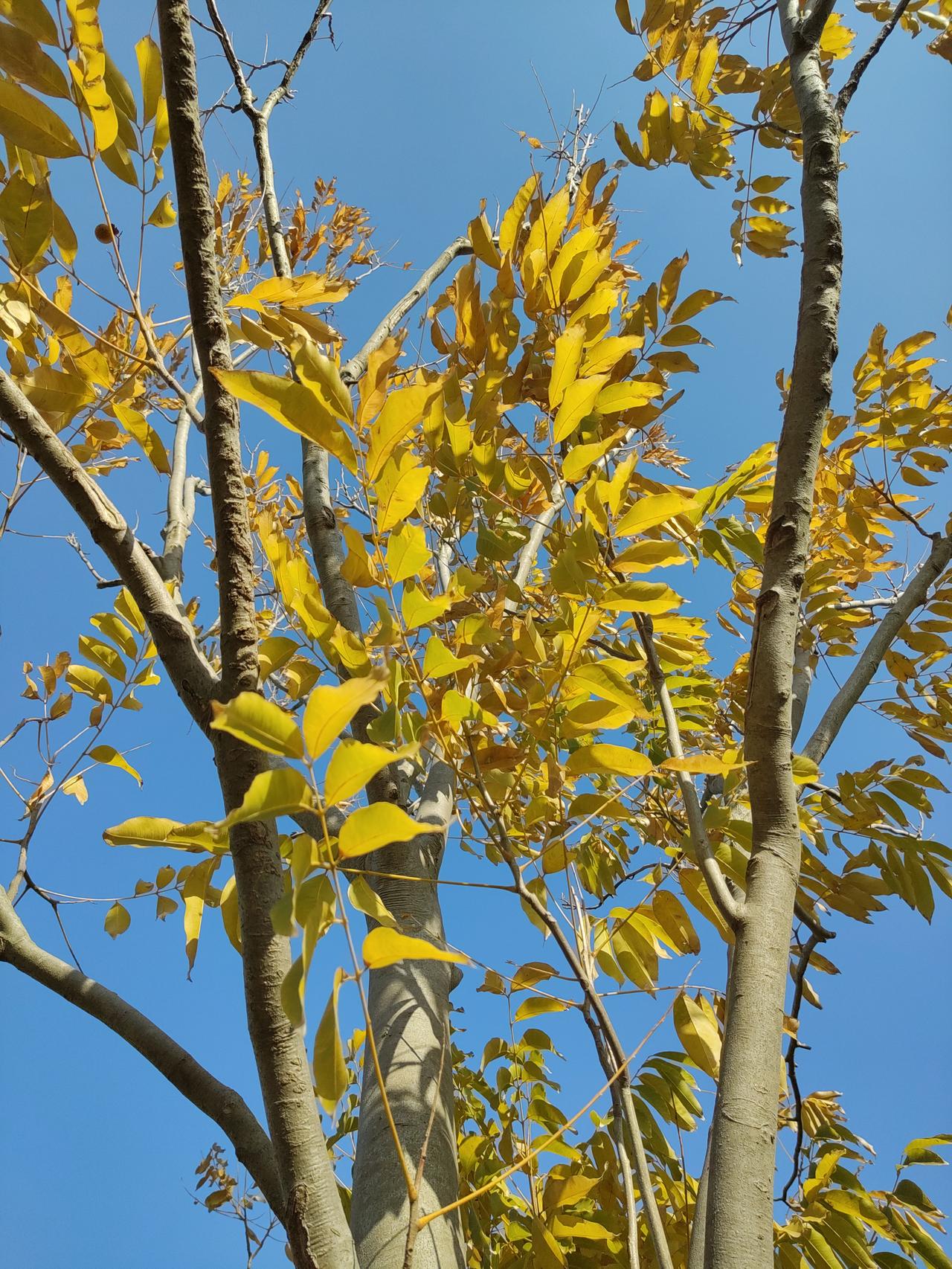 绝句•  和小云《无题》吟唱
树叶飘黄声满地，
古韵悠长随风起。
起承转合吟雅章