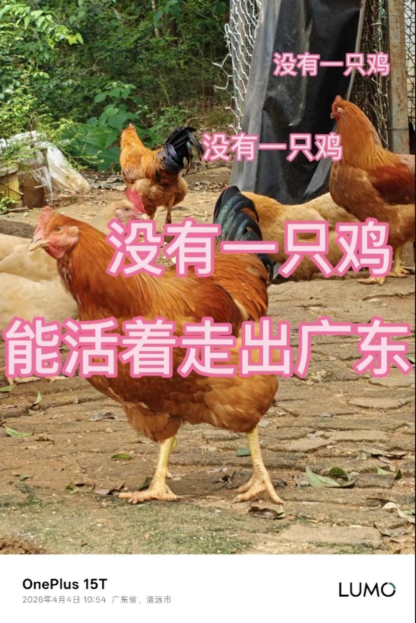 广东人懂它们含金量，我懂一加15T含金量 休息期间，用一加15T记录日常，在老家