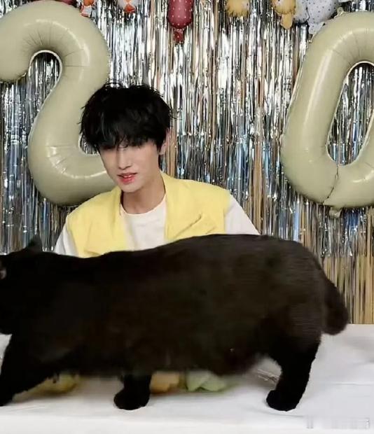 童禹坤把猫养成了猪童禹坤把猫养成了猪？哈哈哈怎么养的？！好会养，养得好好~童禹坤