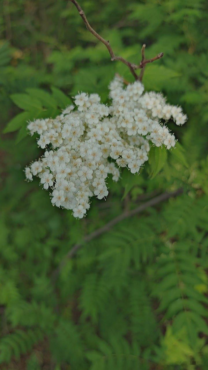 夏花 