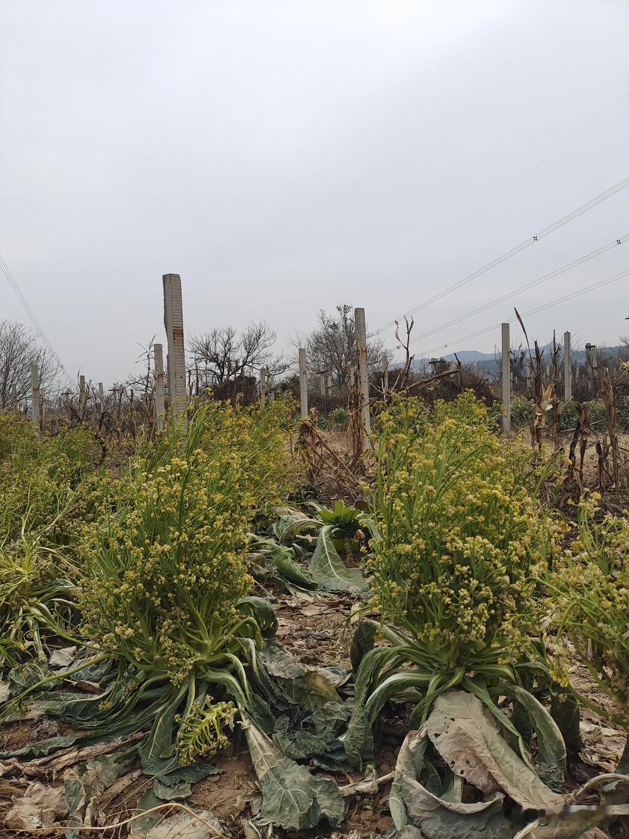 大家猜猜这是什么？