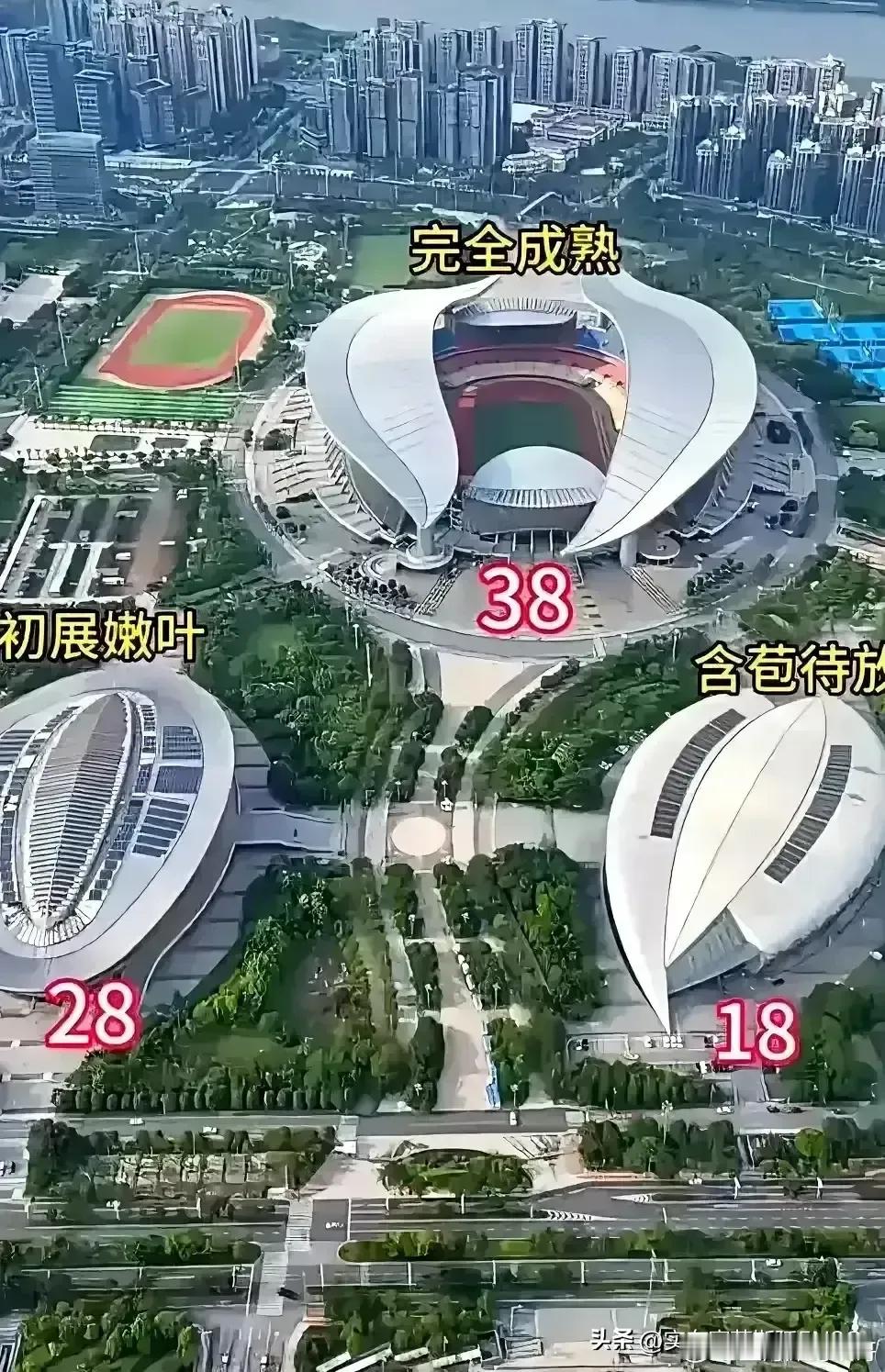 现在的体育馆设计越来越接近大自然了！估计设计者是想设计成宛如一朵含苞待放的玫瑰。