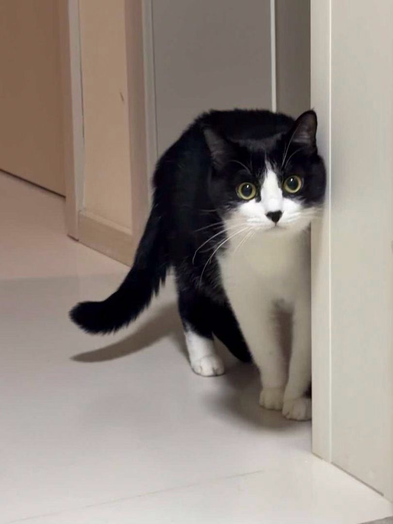 挑战偷偷捕猎您不被发现daily奶牛猫 （投稿：） 
