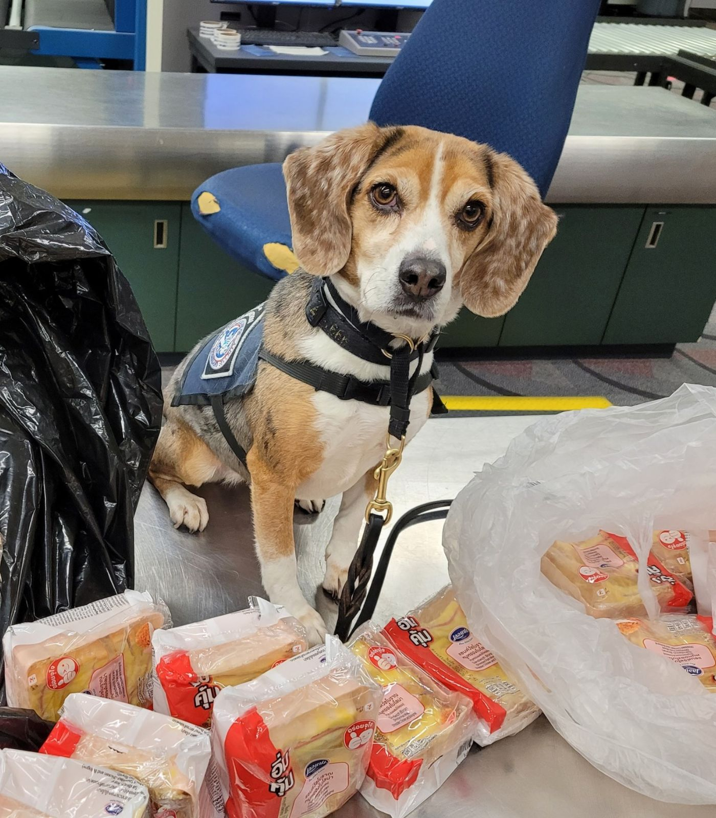 美国海关旗下嗅探犬Merla和他发现的100个违规入境猪肉三明治 