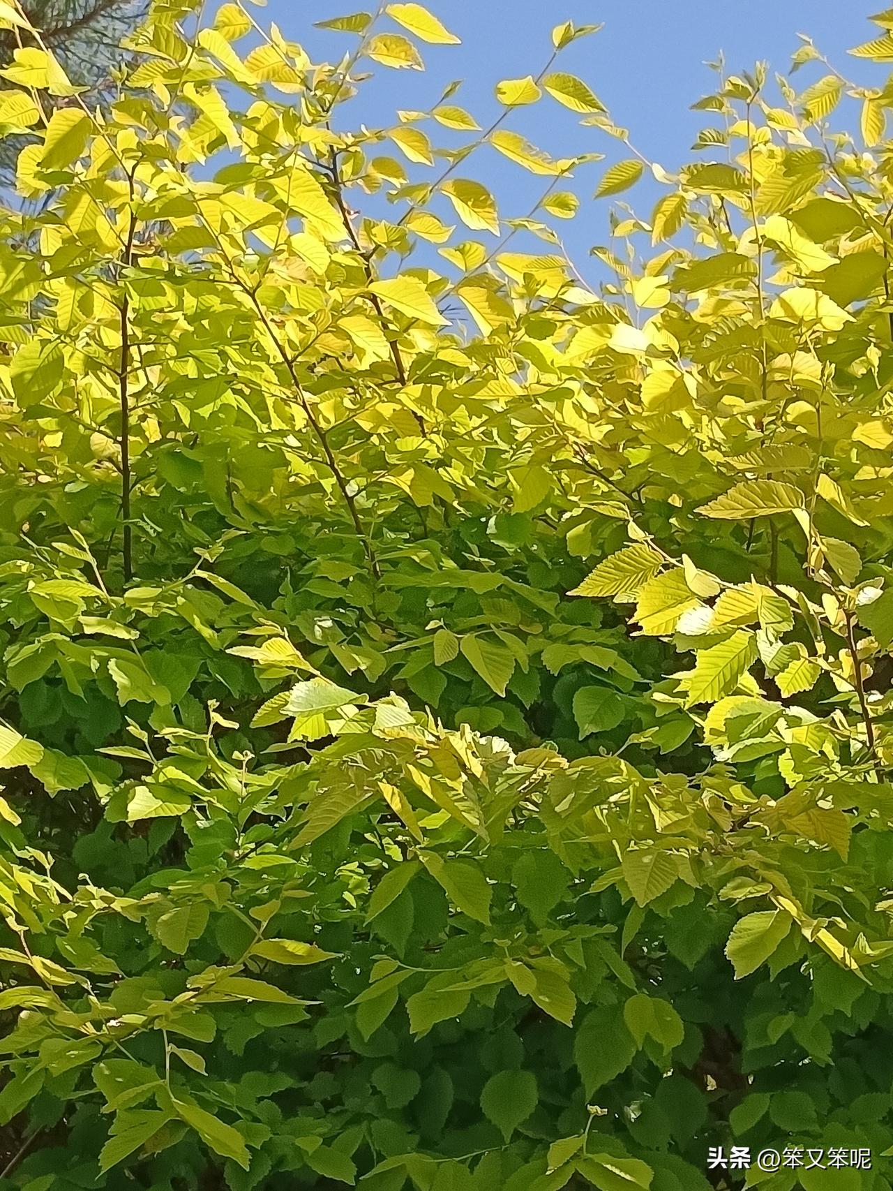 金色植物叶子
金叶榆。夏季叶子非常鲜艳的金黄色或黄绿色，在蓝天的映衬下显得格外亮