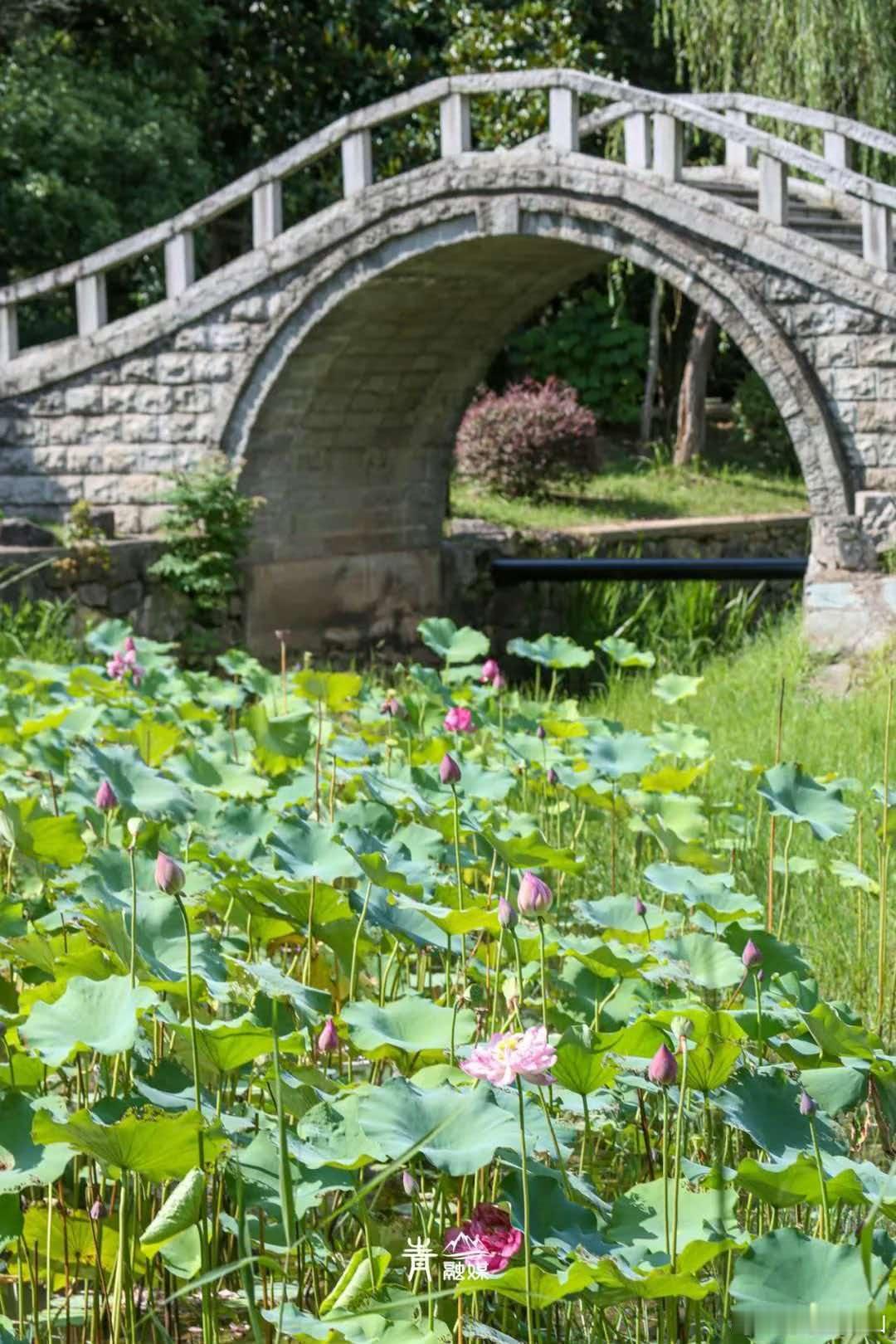 和平公园湿地生态园，主打原生野趣。西北角两处荷塘，粉娇白素，错落碧叶间，或盛放沐
