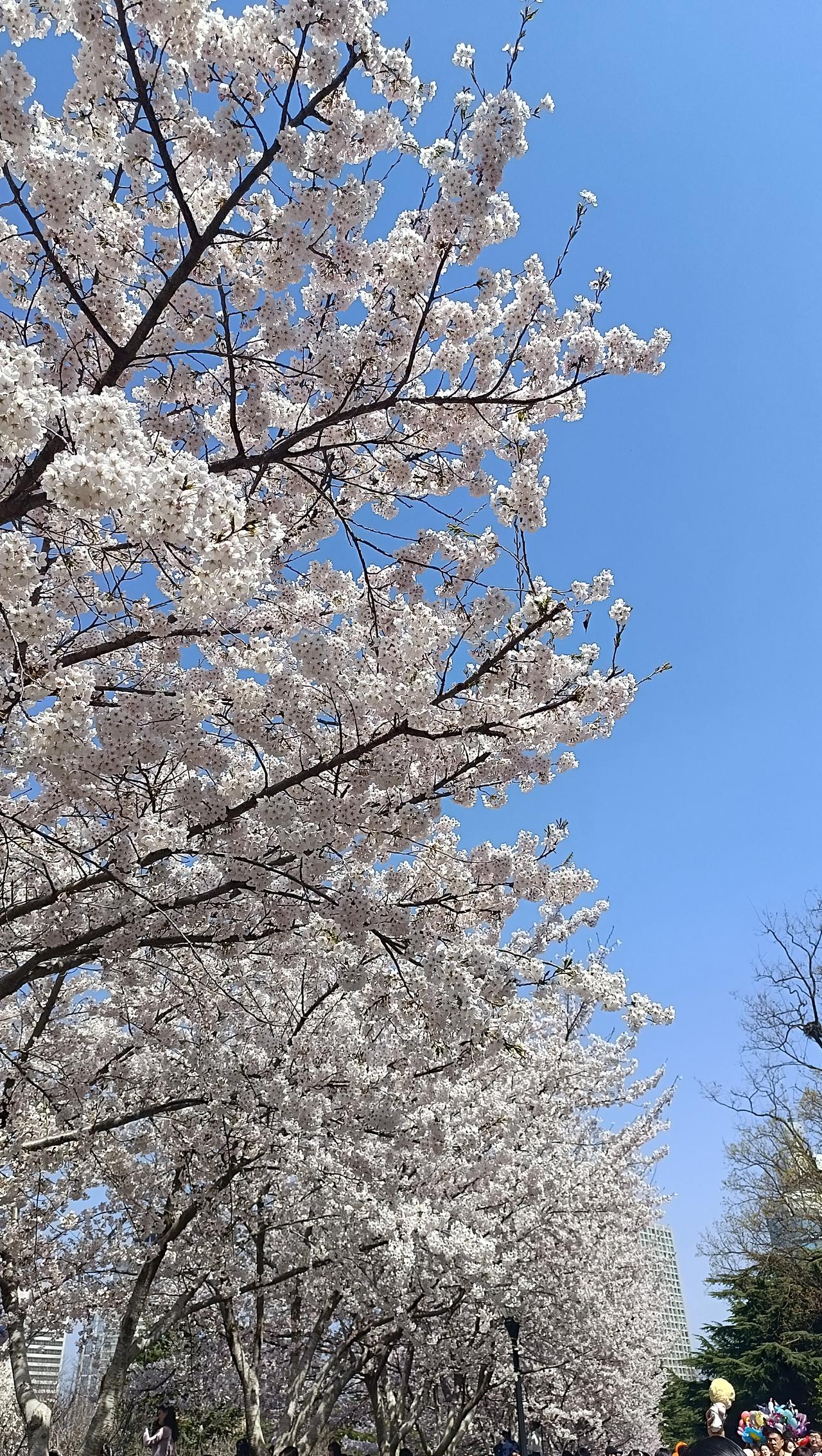 4月11日 Yaya连休Day 2/3
🧮总结：阅读类136分钟，其中漫画＞1