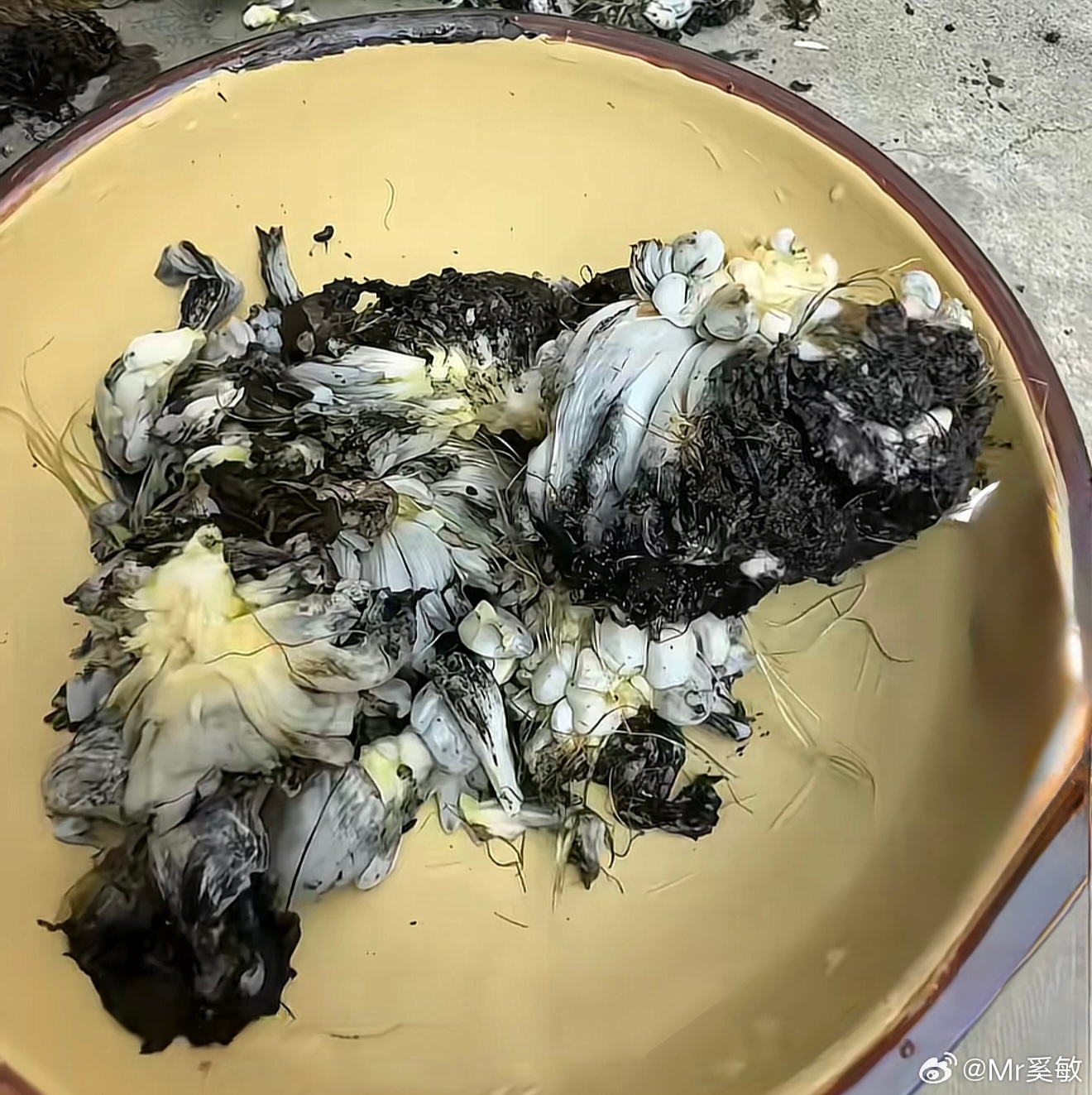 这个东西真的能吃吗？ 