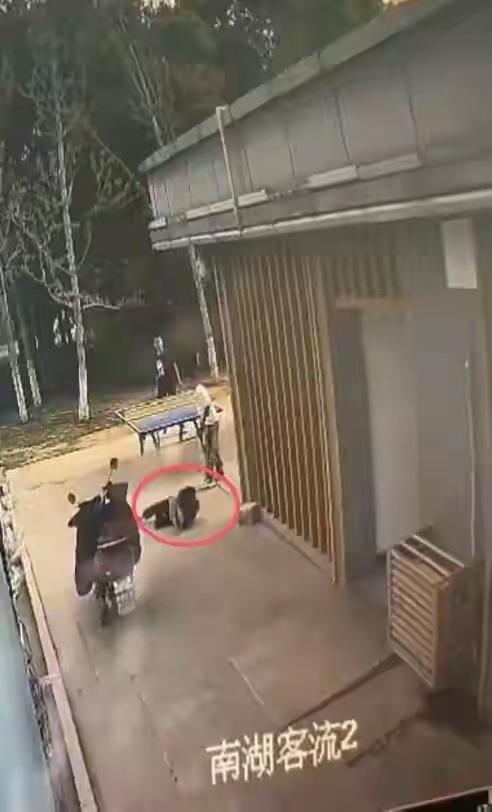 这算不算碰瓷？安徽铜陵，一名12岁小学生在公园乒乓球场打球，后退接球时碰倒了从身