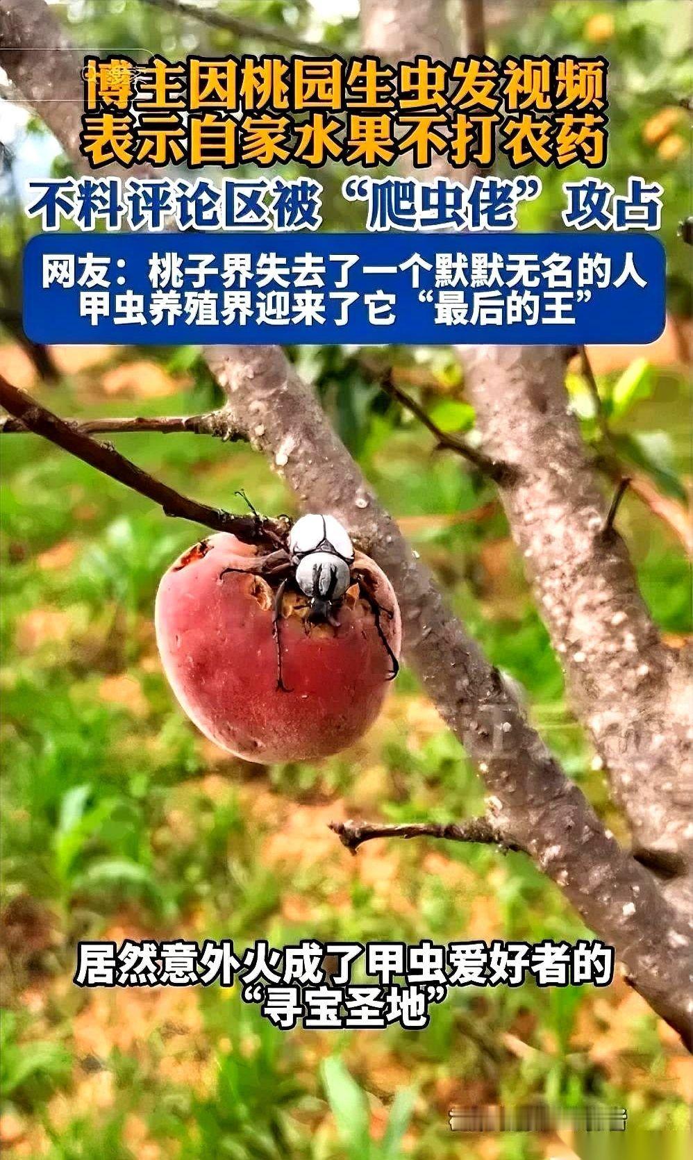 云南有个桃农，叫刘文。
他退伍回来种桃，没打农药，结果满园子的桃，全让一种黑壳甲