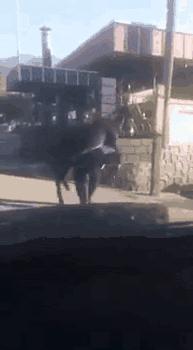 这哥们是个狠人，对驴都能过肩摔