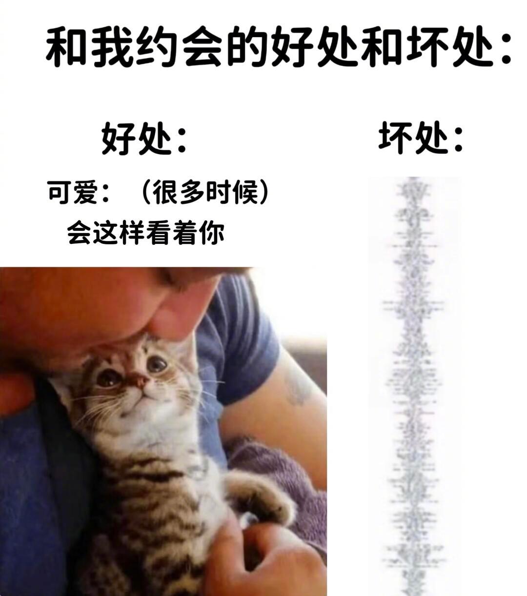 情人节和小猫的约会事项：1. 和小猫玩逗猫棒半小时。2. rua猫直到班味儿逐渐