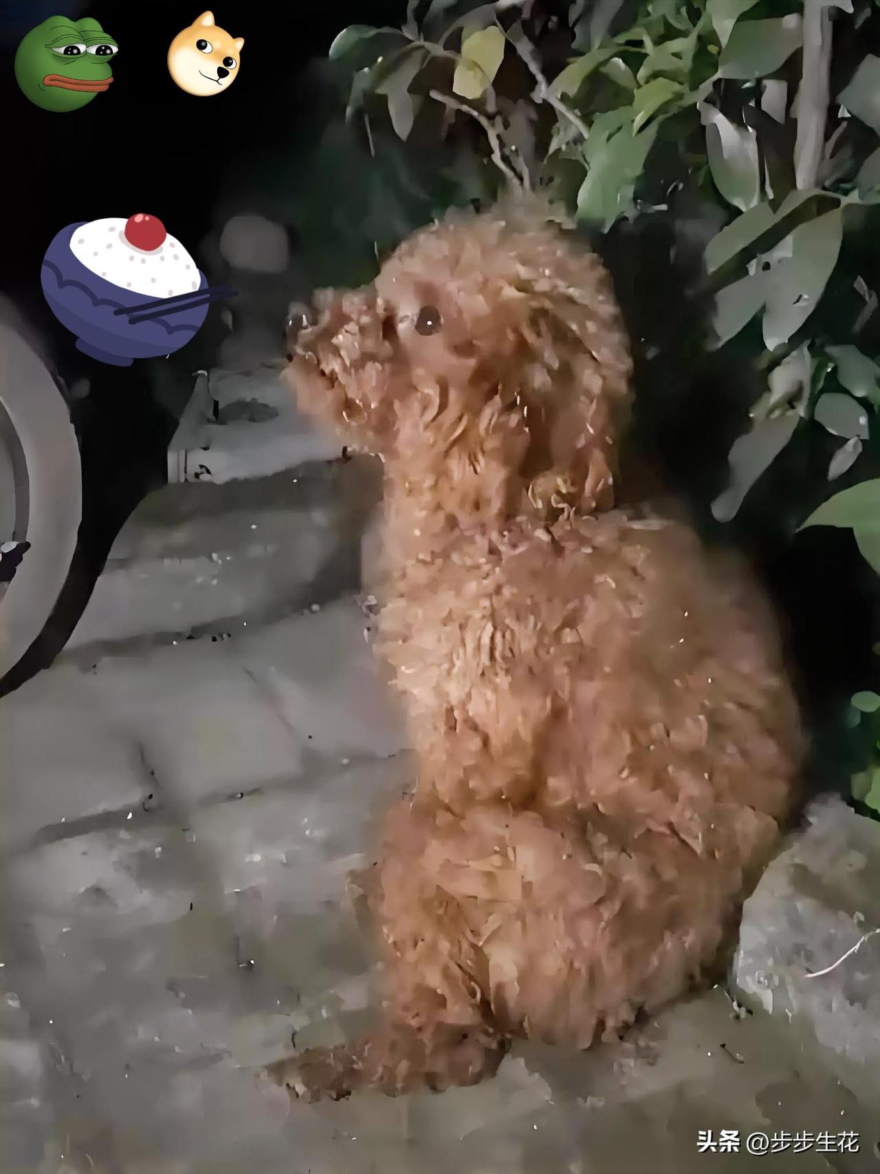 泰迪狗狗浑身发抖
想必是被遗弃了

这条可怜的泰迪狗，以前是被主人宠爱的，吃的喝