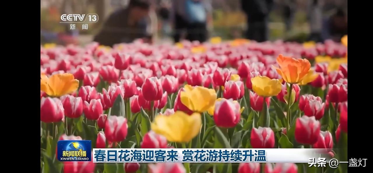 春日花海迎客来，赏花游持续升温！🌷🌼🌸
