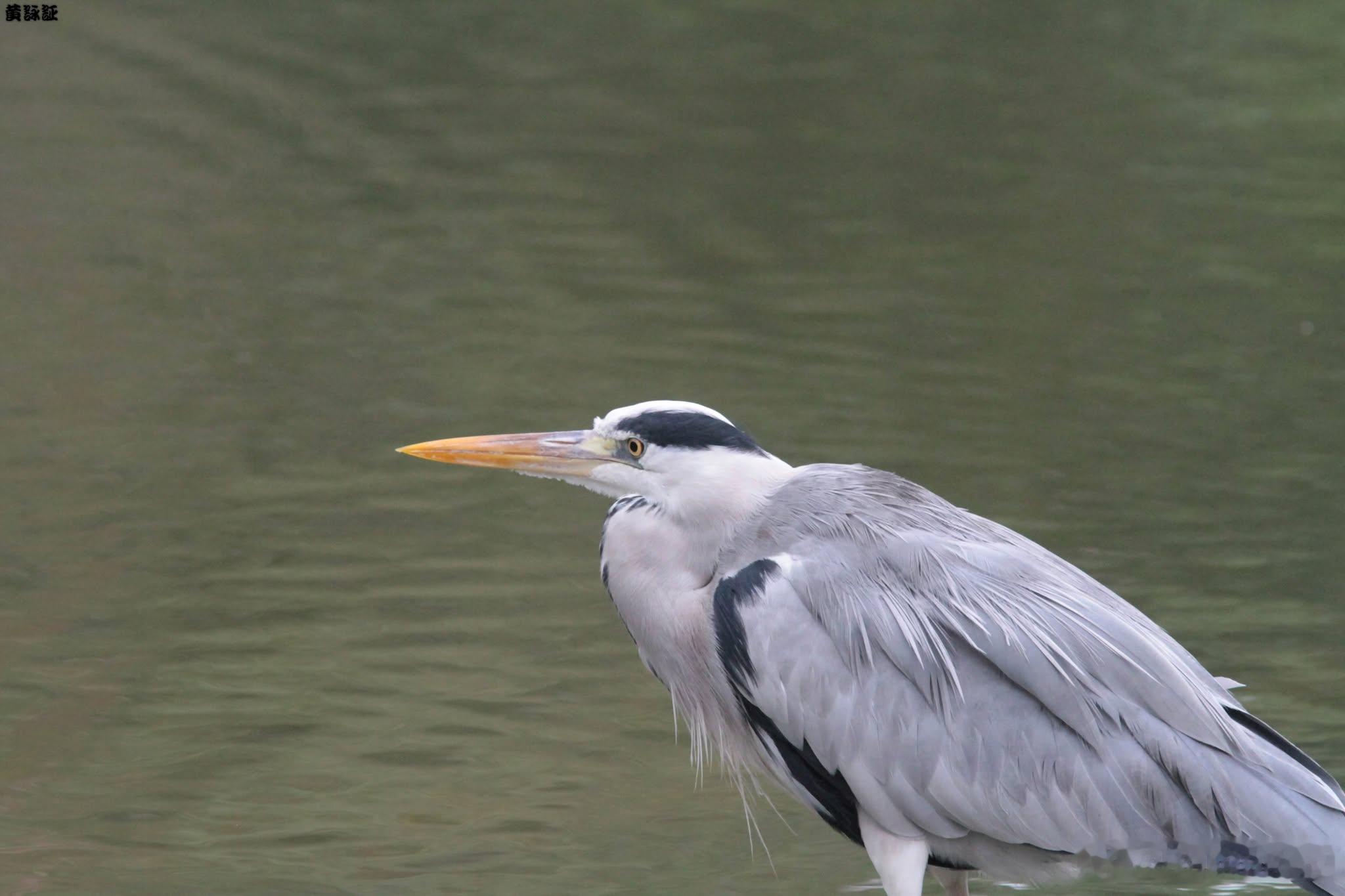 20260624，早安Ardea cinerea 蒼鷺，在大安森林公園的大生態池