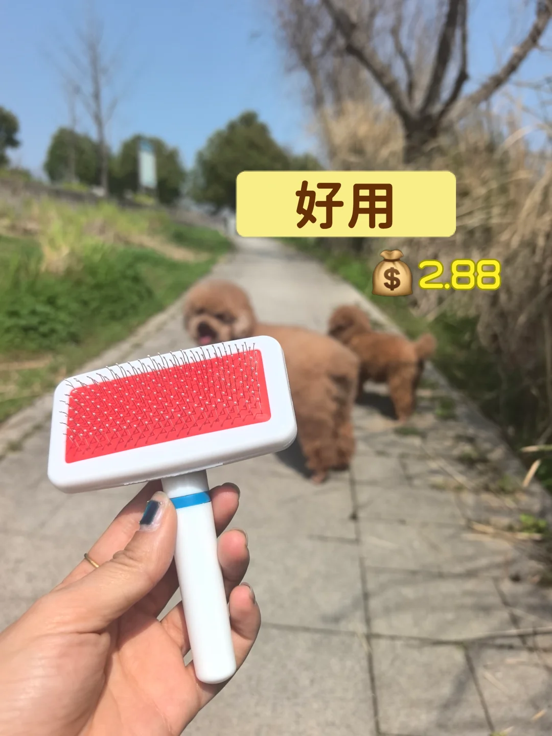 养狗十一年的好物推荐🐶狗毛梳