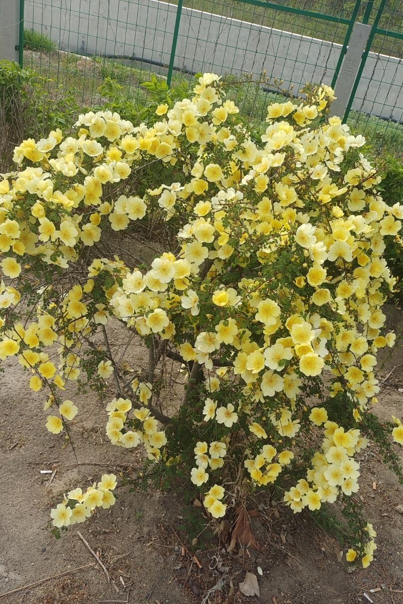 我家在农村，初中去乡里住宿，第一次离开父母，中秋节格外想家。放假一到家，母亲就从