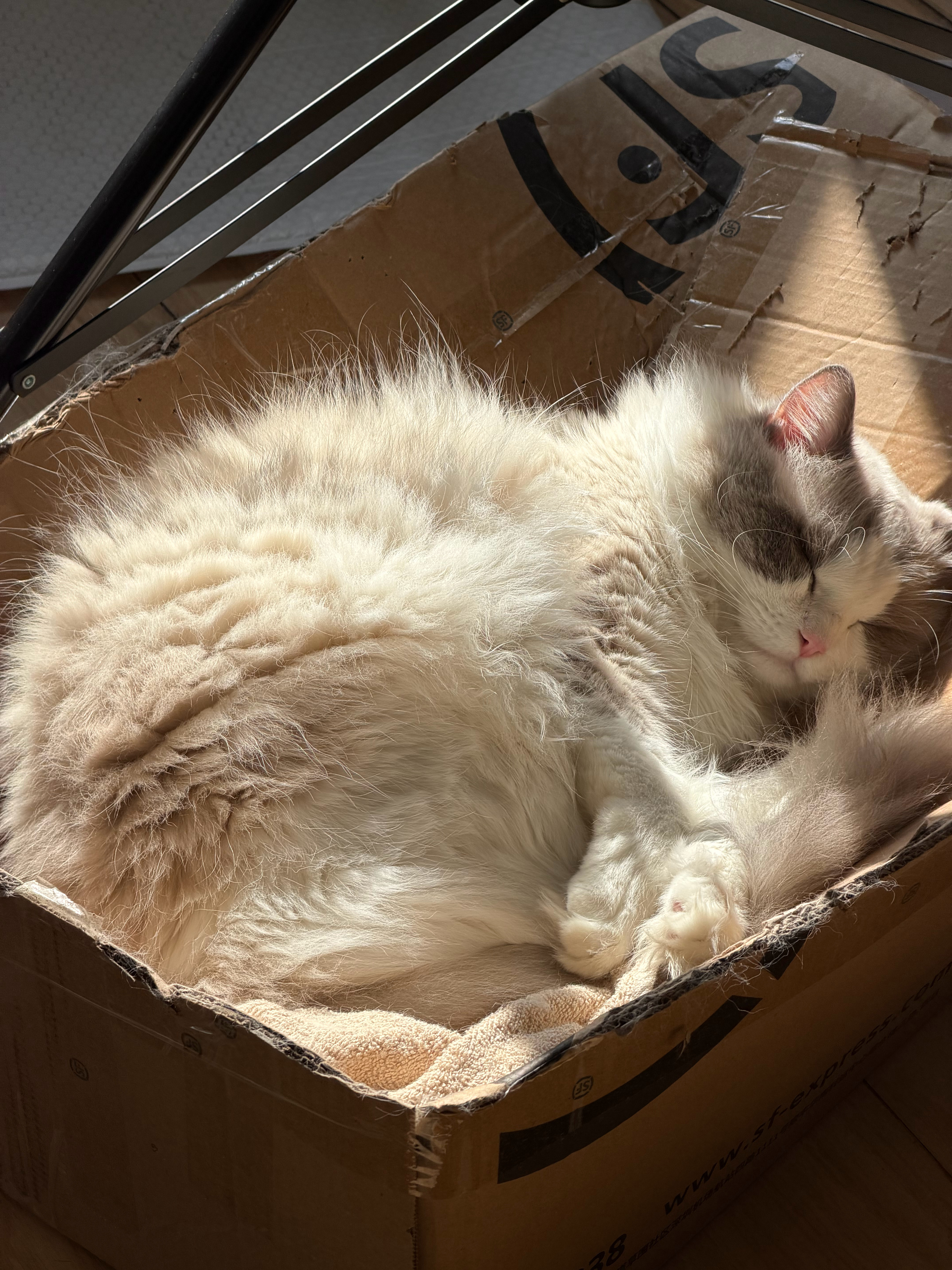 Siri在纸箱子里晒着太阳睡觉，这样的日子太羡慕了