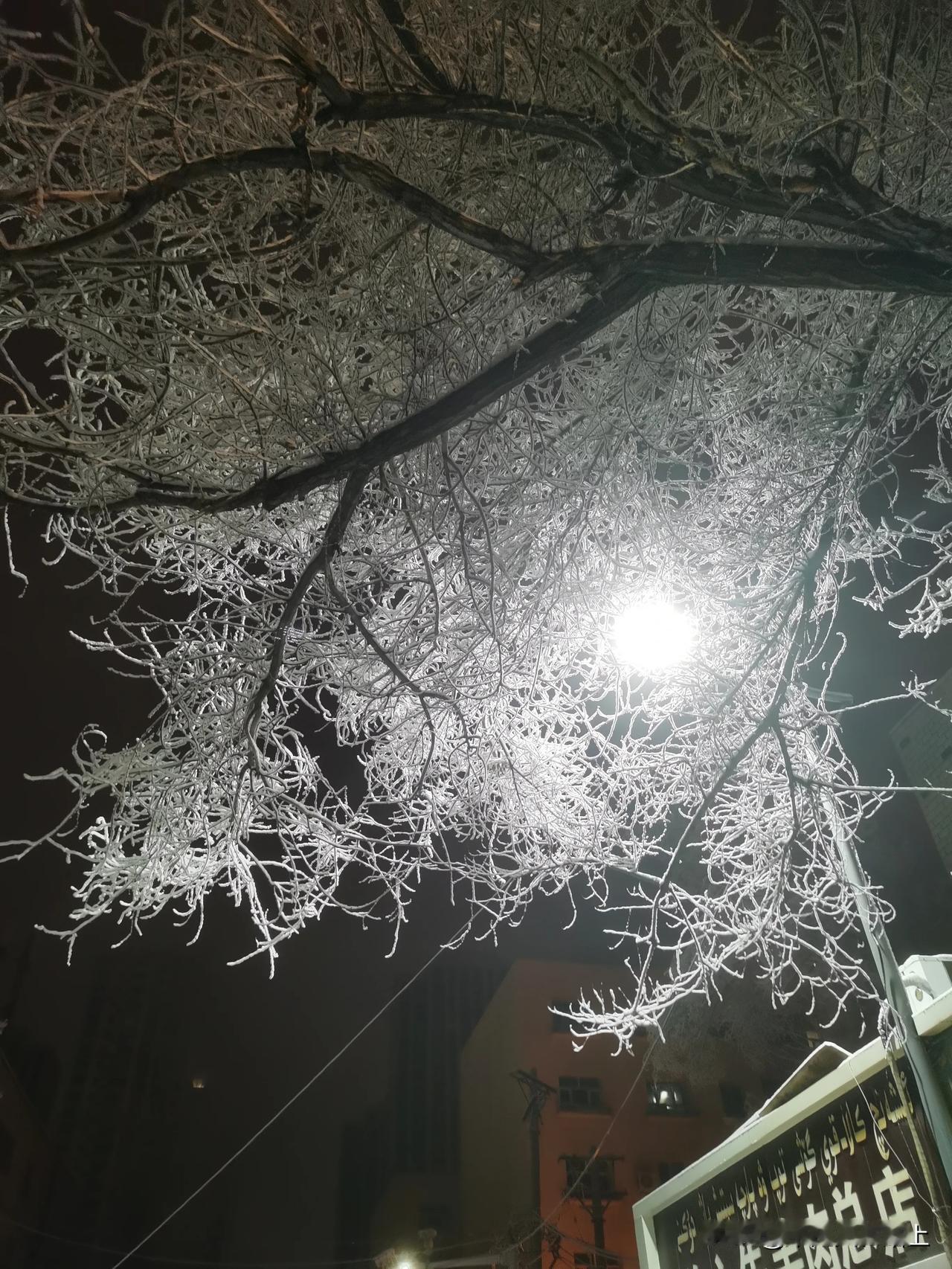 乌鲁木齐的冬天，这种雾凇现象感觉挺好看的。

昨晚天气好似冻雾，给树木、地面都蒙