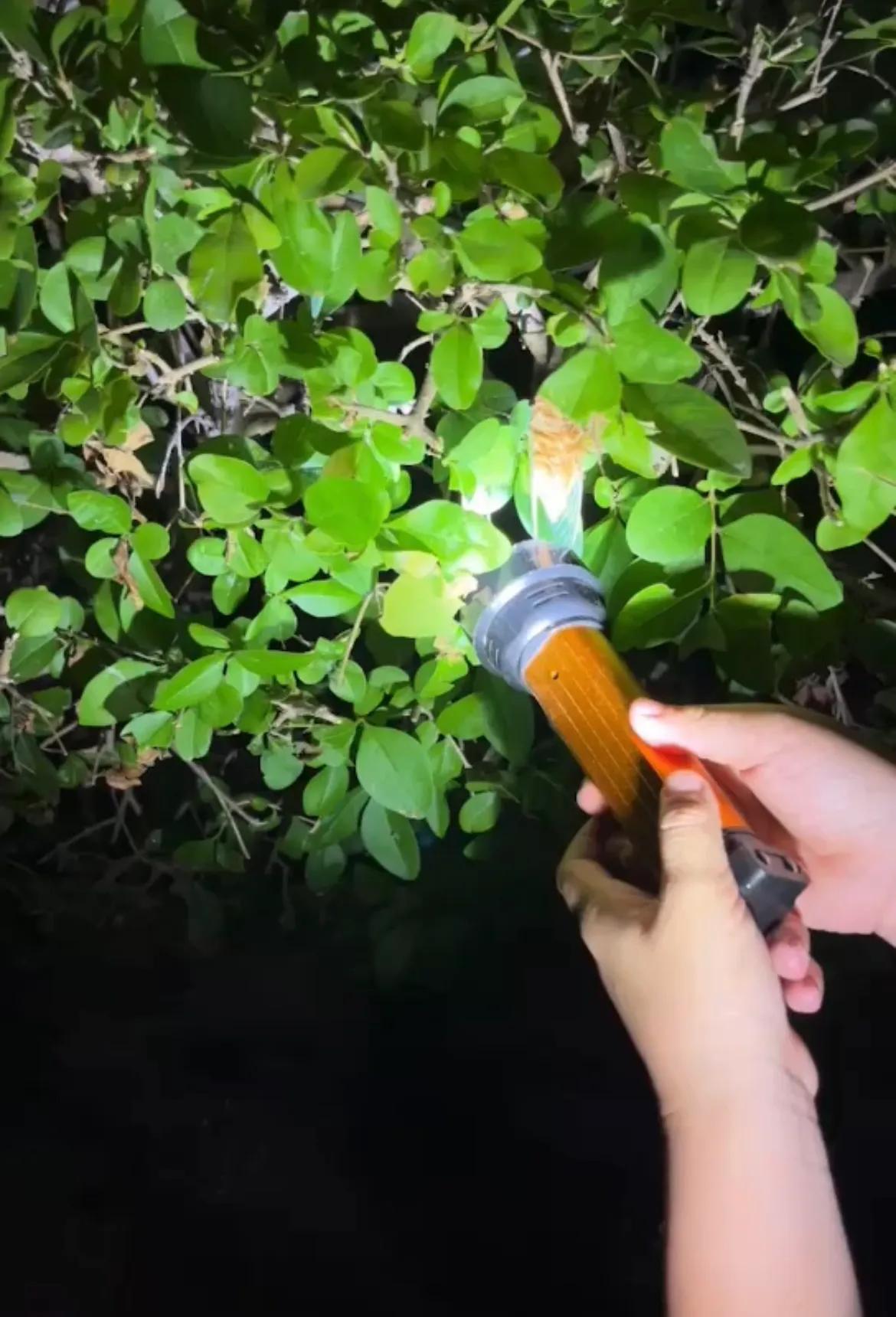 鲁西南夜晚的快乐
现在带孩子体验一下
抓的最多的一次