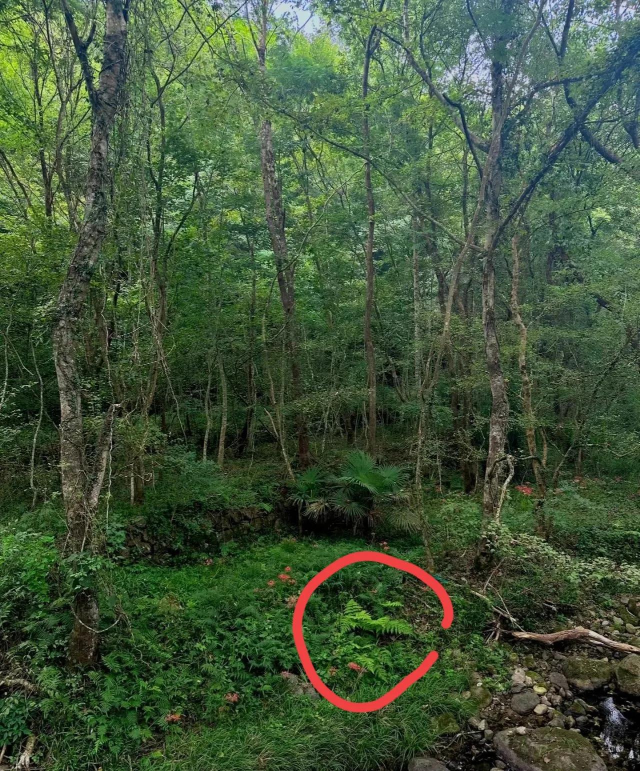 去浙江省杭州市临安区 西天目山森林游玩时，发现了价值连城的金星蕨草。

这种蕨草