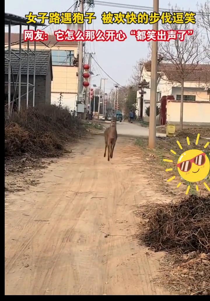 12月11日报道河南，女子在路上偶遇一只狍子，突然狍子跑跳着向她这边来，步伐真的