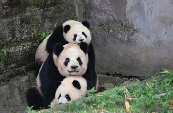 遇到叠叠熊猫请不要无视，你的运势三倍上升 ​ ​​​