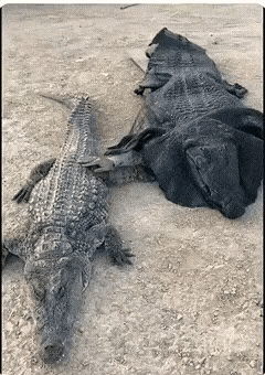 春天到了，最好不要玩cosplay