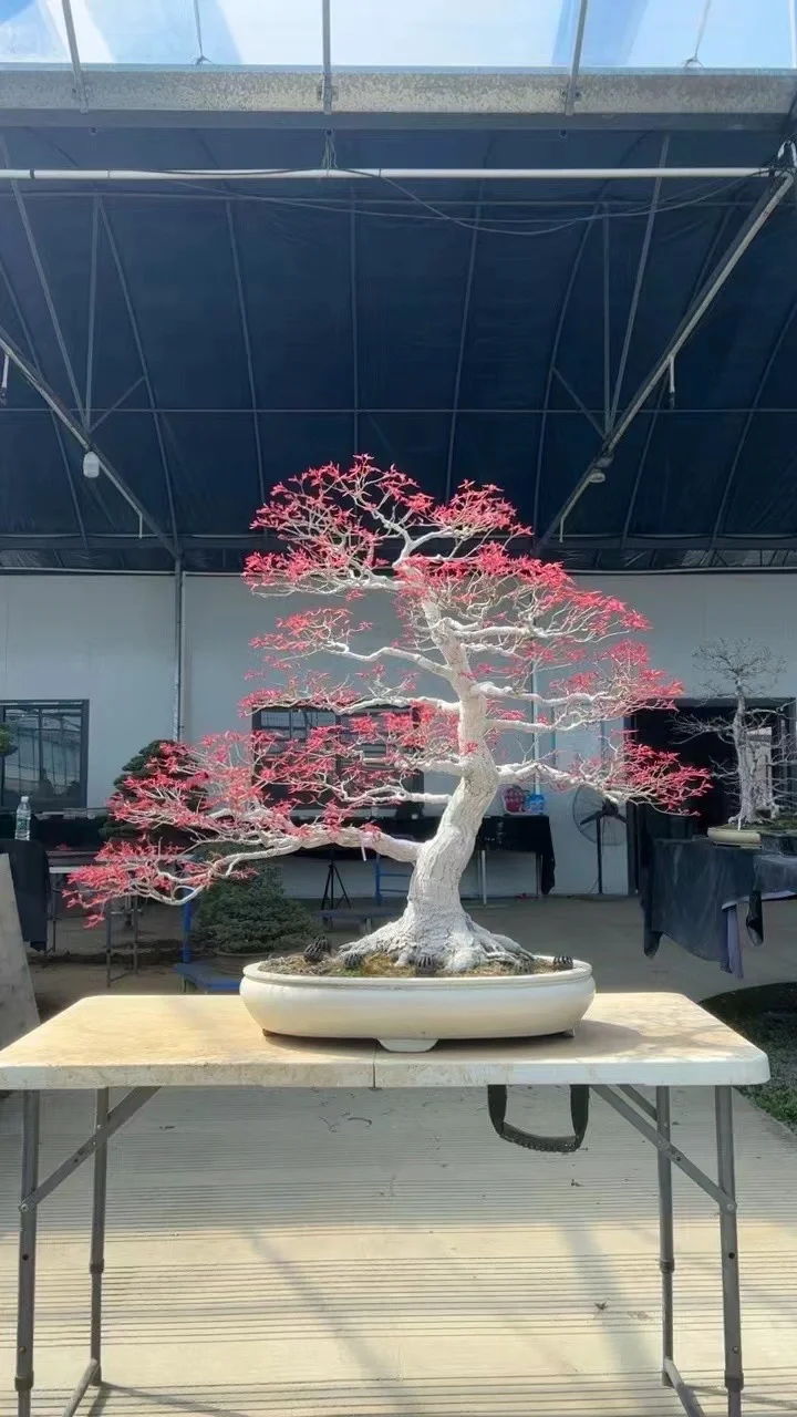 青玄枫树盆景