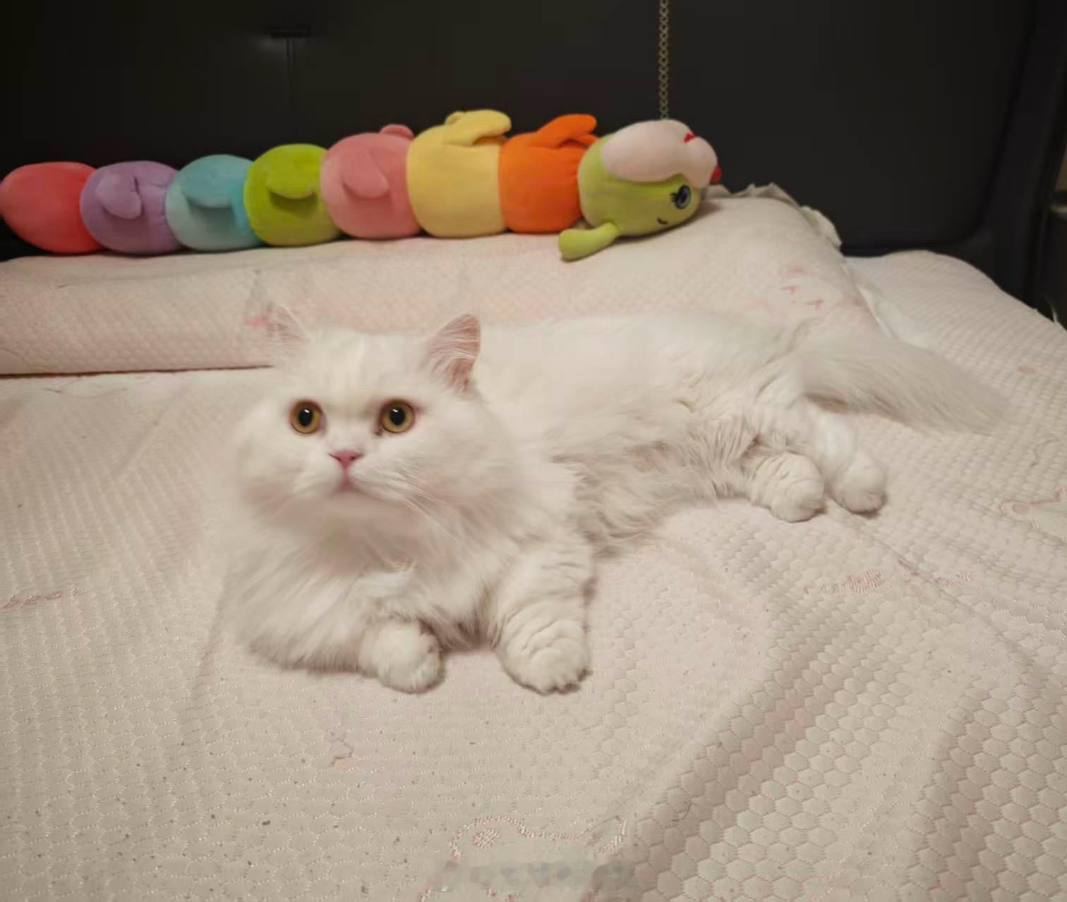 这猫像极了在沙发上的爸爸当你下班回家之后发现，两只猫在床上葛优躺，该不会觉得是我
