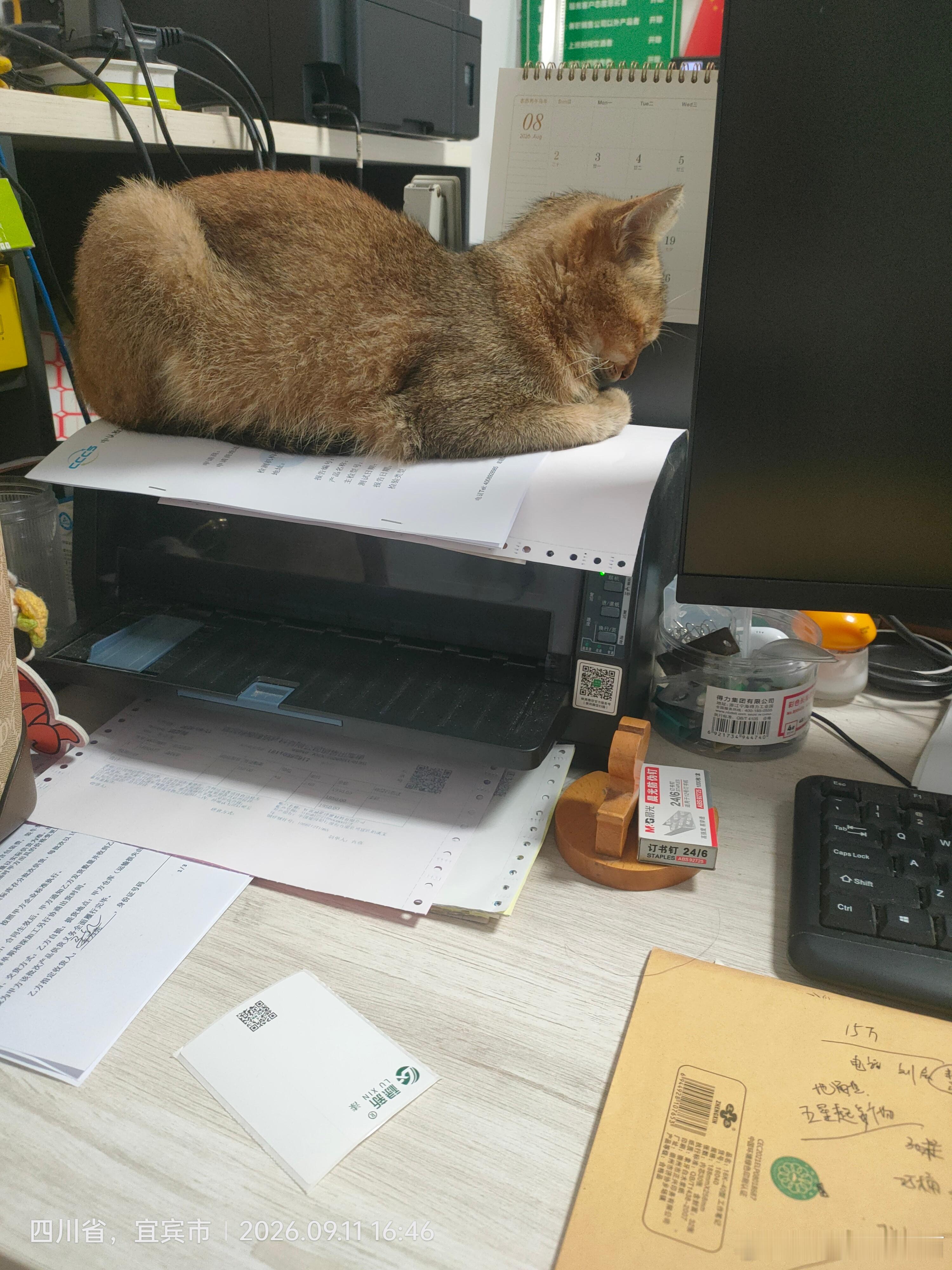 看打印机上长猫了。 ​​​