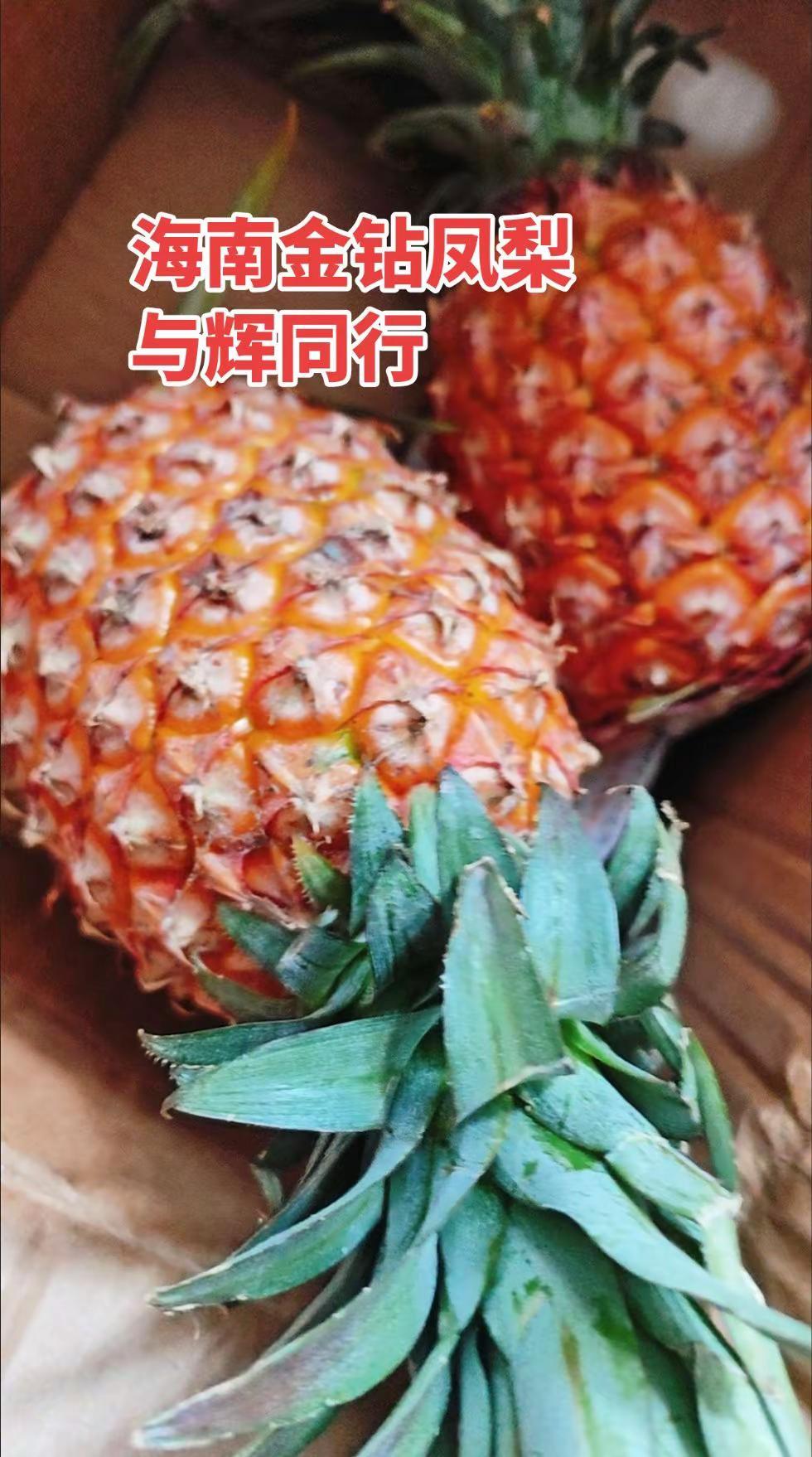 海南金砖凤梨与辉同行。种草 海南金钻凤梨 与辉同行 好物推荐🔥 在与辉同行买的
