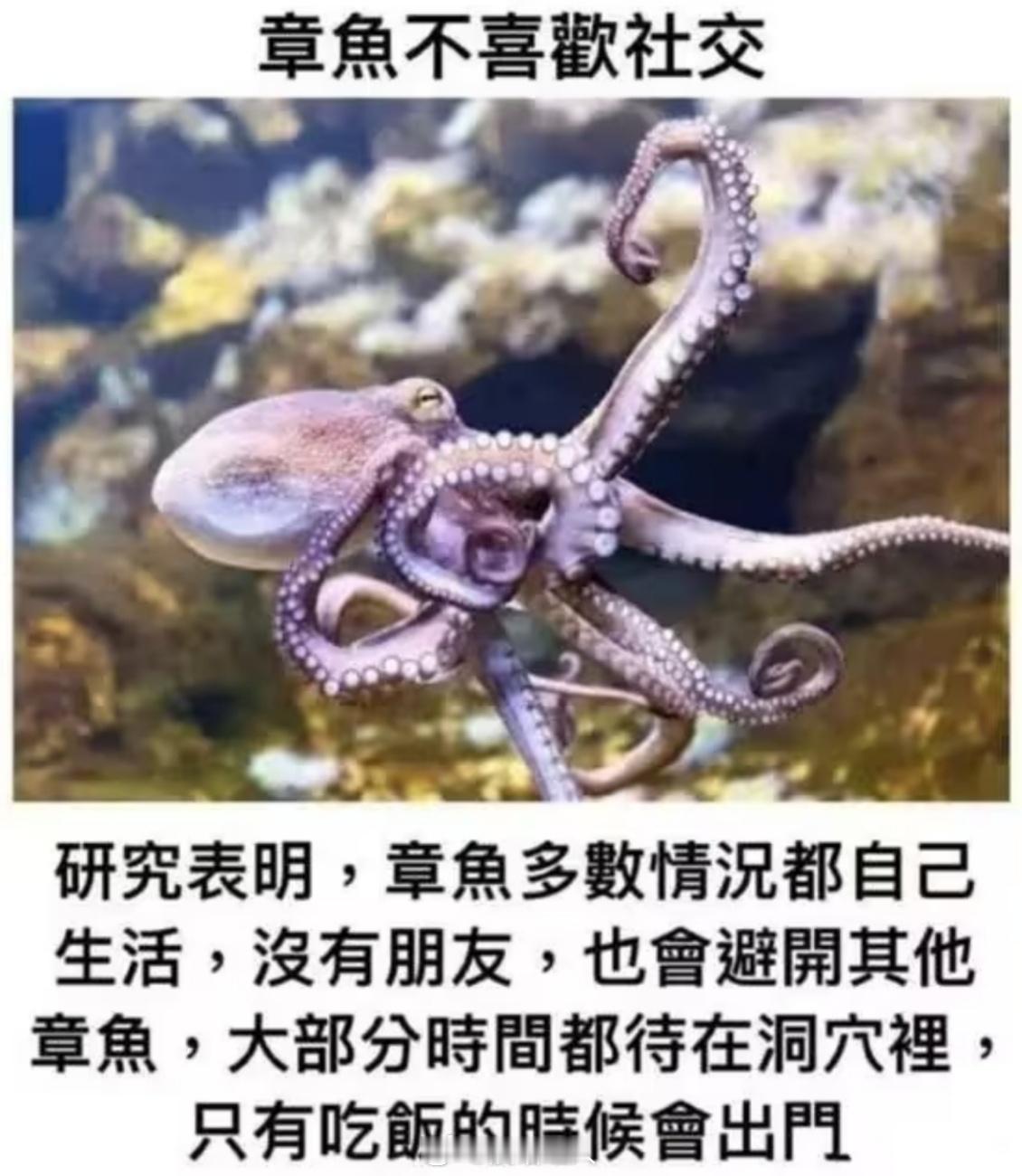 破案了，我是章鱼 