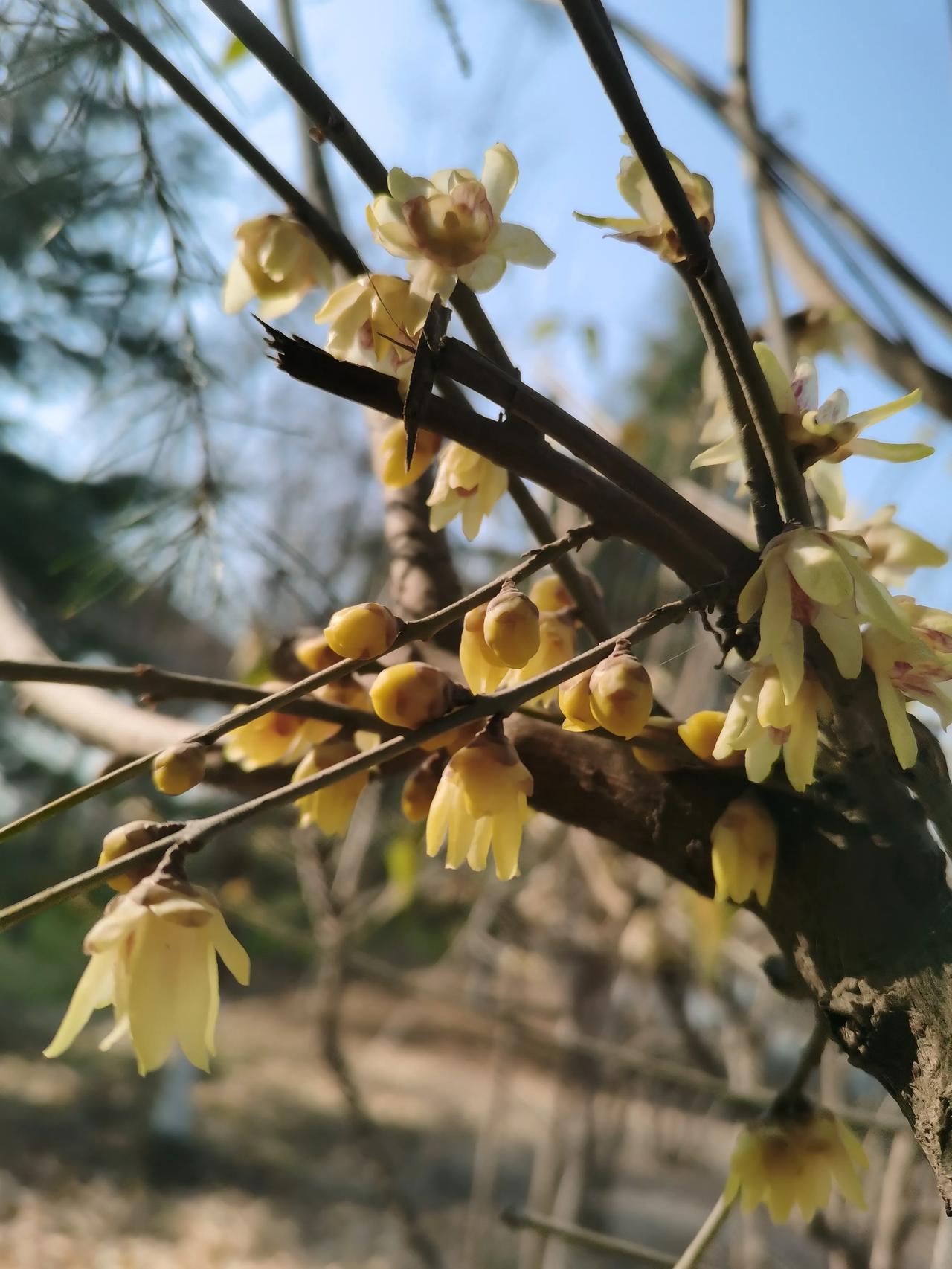 丝路公园去赏腊梅
今年秋天去丝路公园看粉黛乱子草时，忽然发现在公园南边有一片腊梅