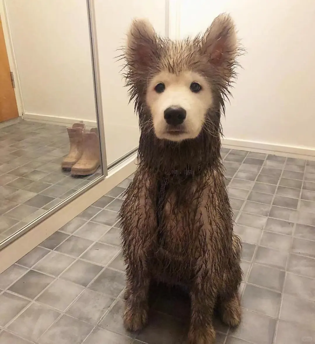 发现了个新物种，除了脸是白的，其他都黑化了