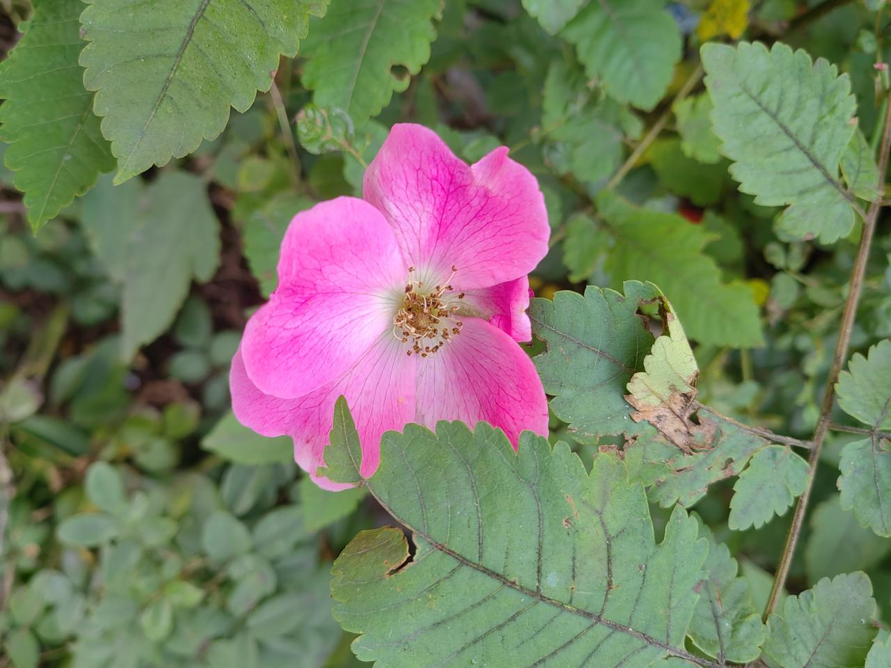 谁能告诉我，烦恼生成的根源是什么执念遇到缘，烦恼必生；喜欢什么，什么就会演变烦恼