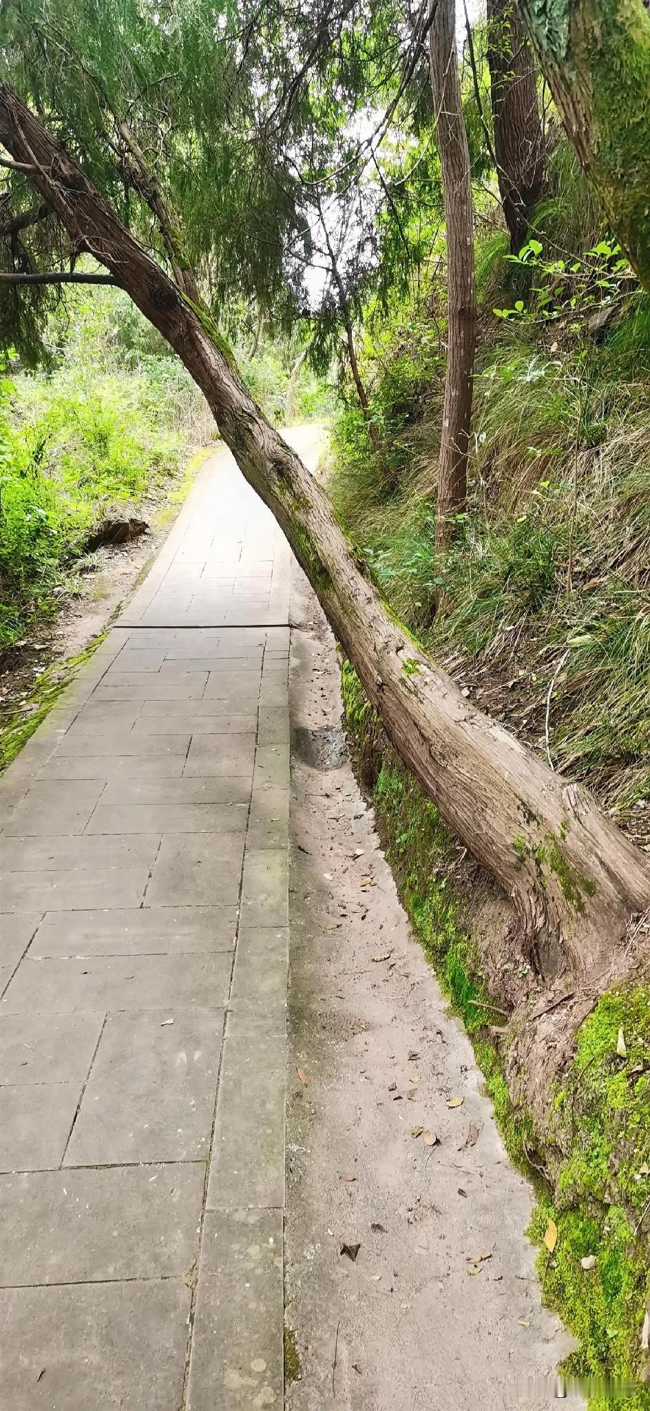 人就要像这棵树一样，无论遇到怎样的困难都不要轻易倒下。